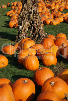 Pumpkins in a field with corn stack