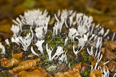 Coral fungi Clavulina cristata Mush