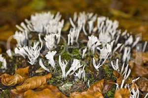 Coral fungi Clavulina cristata Mush