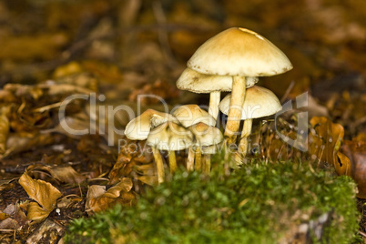 Galerina Mushrooms