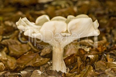 Megacollybia platyphylla mushroom