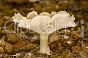 Megacollybia platyphylla mushroom