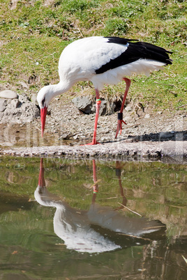 Storch spiegelt sich im Wasser