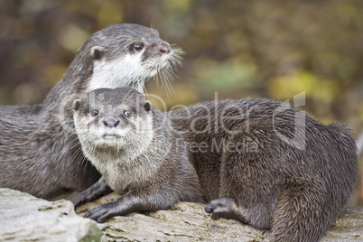 Oriental small clawed Otters