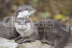 Oriental small clawed Otters