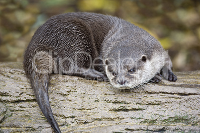 Oriental small clawed Otter