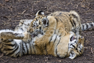 Two Bengal Tiger cubs