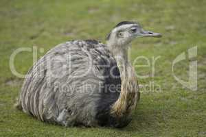 Relaxing Rheas