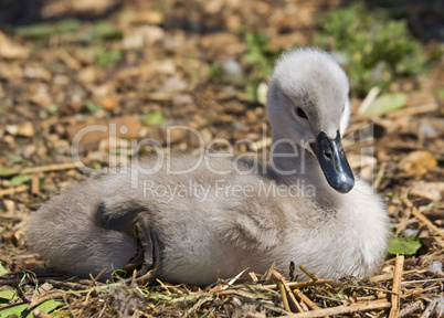 Mute Swan Cygnet