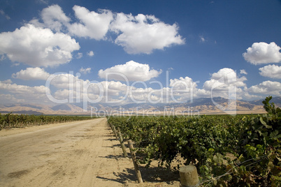 GRAPEVINES AND CLOUDS