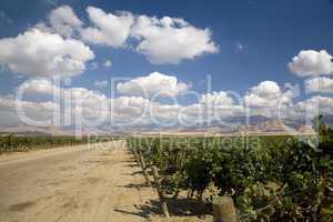 GRAPEVINES AND CLOUDS