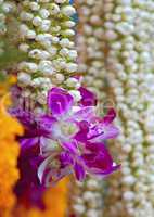 Stock Photo of a Colorful Flower De