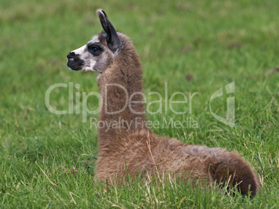 Juvenile Llama