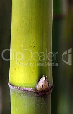 Detail Image of a Bamboo plant.