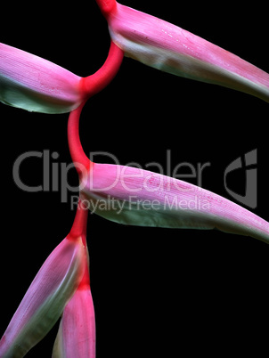 Heliconia Chartacea Flower