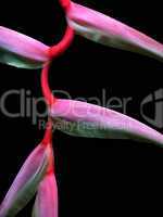 Heliconia Chartacea Flower