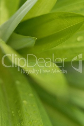 Macro Image of a Leaf Structure