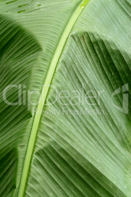 Macro Image of a Leaf Structure