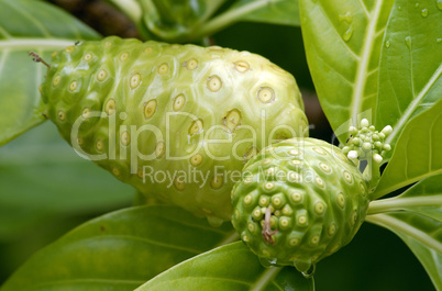 Close Up Image of a Noni Fruit