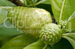 Close Up Image of a Noni Fruit