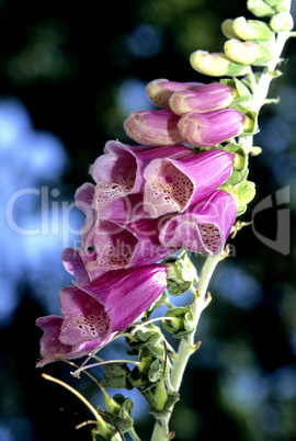 Common Foxglove Wildflowers