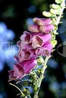Common Foxglove Wildflowers
