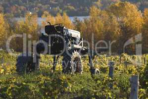 Grape harvest tractor