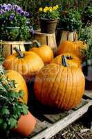 Pumpkins, Mums, Autumn