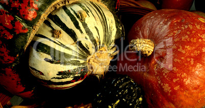 Colorful Gourds and Pumpkins