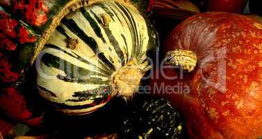 Colorful Gourds and Pumpkins