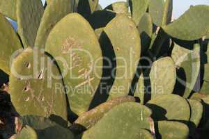 Prickly pear cactus leaves