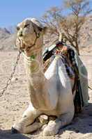 Camel Resting in the Desert
