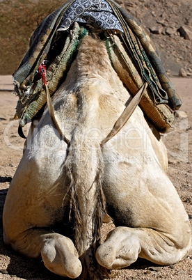 Backside of a Camel