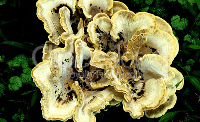 Wild Mushroom, Polypore