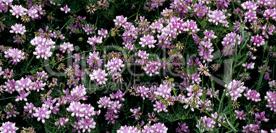 Crown Vetch Wildflowers