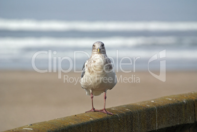 Seagull