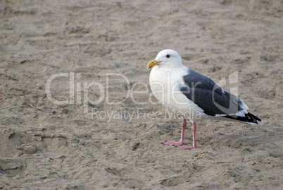 Seagull