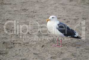 Seagull