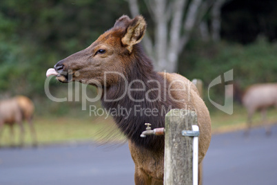 Doe Elk at water faucet on the Ore