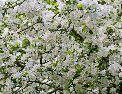 White Blossom