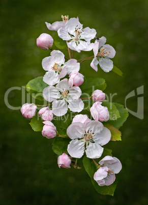 Malus Blossom