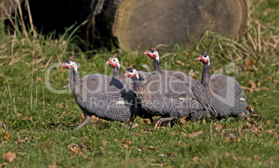 Helmeted Guinea Fowl