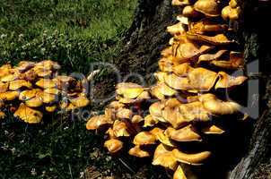 Jack O'Lantern Mushrooms