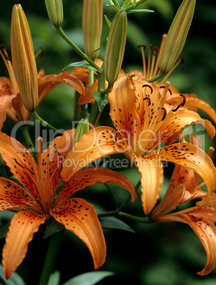 Hererocallis Lily