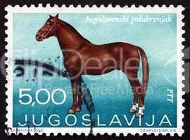 Postage stamp Yugoslavia 1969 Yugoslav Halfbreed, Horse