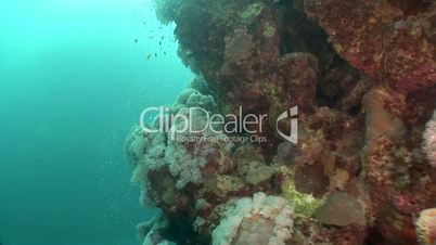 Unterwasserwelt: Am Riff, El Quseir, Ägypten, Rotes Meer