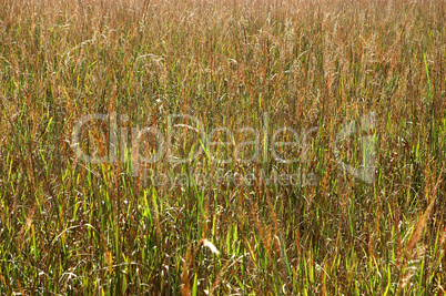 Stand of Indian Grass, Sorghum