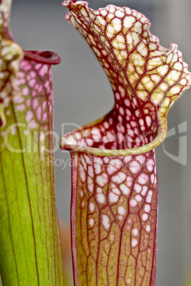 White pitcher plant