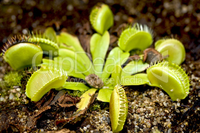 The Venus Flytrap