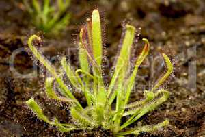 Cape sundew plant